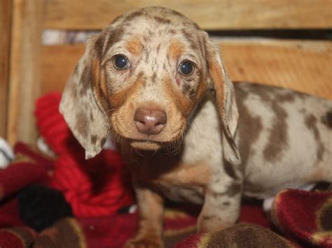 Mini dachshund houston. Things To Know About Mini dachshund houston. 